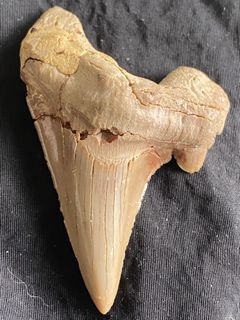 🦈💫🦈an authentic fossilized shark tooth🦈🌟🦈 from the extinct mackerel shark species [Otodus obliquus]🦈an early ancestral relative of the giant MEGALODON🦈dating back roughly 45 to 60 million years 🦈to the Paleocene + Eocene epochs🦈