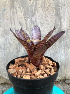 Bromeliad Hannibal lecter