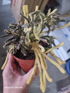 Cactus 🌵 Auera Variegated Plant pot 8cm height/length 10-15cm  STRICTLY NO NEGO NO MRT NO FREE DELIVERY
