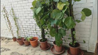 Urban Garden & Plant Display Set for FREE..!!!