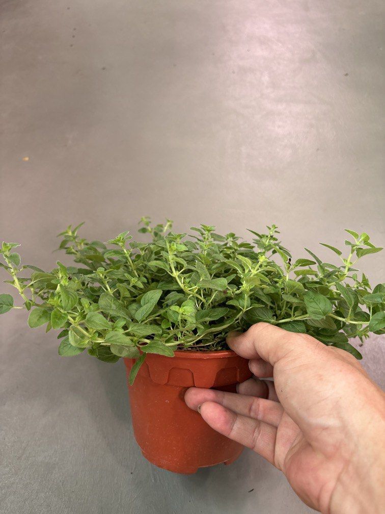Oregano (herbs) plant (Category: Plants & Seeds) located in Singapore. Submitted by bernbuyandsell (Listing ID 1457741557, Image 3). Description: Meetup woodlands st32 Delivery island wide from $10-$12/Trip No dealing at MRT.