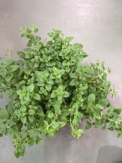 Oregano (herbs) plant