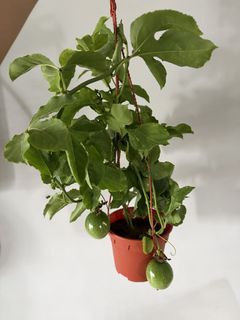 Organic edible passionfruit passion fruit potted plant