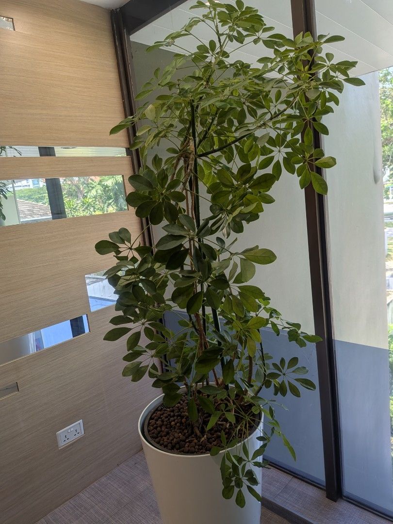 Indoor plant with white self watering pot (Category: Plants & Seeds) located in Singapore. Submitted by becomingone (Listing ID 1458404353, Image 1). Description: Height about 204cm.